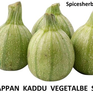 100+ frön Sommarsquashfrön | Heirloom Indisk Chappan Kaddu, Lättodlad trädgårdsgrönsak