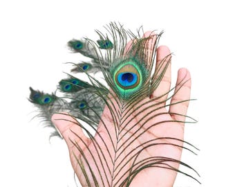 Peacock Feathers: Ocean Green & Gold DIY Home Decor (10-45cm)