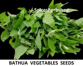 250+ Seeds Bathua Seed for Planting | Chenopodium Seeds | Lamb’s Quarters | Winter Leafy Vegetable