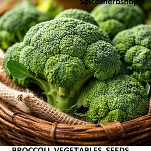 250+ Frön Broccoli Grönsaksfrön – Lättodlade Trädgårdsfrön – Höst- och Vårplantering