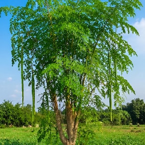 Puede incluir: Imagen de un árbol de moringa con exuberante follaje verde y largas vainas de semillas. El árbol se alza contra un cielo azul claro, con el texto "DRUMSTICK VEGETABLE SEEDS" en la parte inferior. La imagen es de Spicesherbshop.