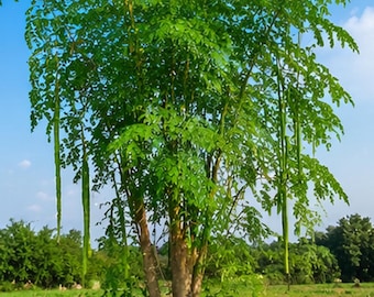 250+ frön (6 g) Drumstickfrön för plantering | Moringafrön | Arvsträd