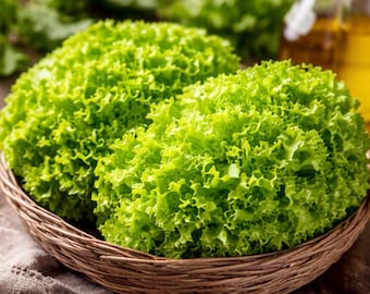 Semillas frescas de lechuga orgánica de variedad antigua / Hoja de rápido crecimiento