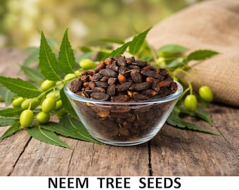 20+ Samen (15g) Neem Samen zum Pflanzen - Azadirachta Indica Baumsamen