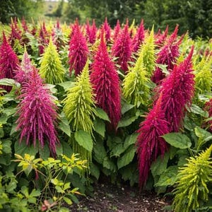 Könnte beinhalten: Ein Gartenbeet mit farbenfrohen Celosien. Das Bild zeigt eine Vielzahl von Farben, darunter tiefes Magenta und Limettengrün, mit üppigem grünem Laub. Die Blumen haben ein einzigartiges, strukturiertes Aussehen.