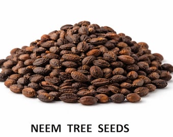 10+ semi (8 g) di semi di Neem per la semina – Semi di albero di Azadirachta Indica