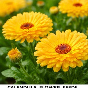 Puede incluir: Primer plano de vibrantes flores de caléndula amarillas con centros rojo oscuro, rodeadas de follaje verde. La imagen presenta varias flores completamente florecidas y un capullo. El texto "CALENDULA FLOWER SEEDS" se muestra en la parte inferior.