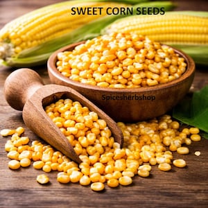May include: A wooden bowl and scoop filled with bright yellow sweet corn seeds, with two ears of corn in the background. The text "SWEET CORN SEEDS" is at the top of the image. The seeds are scattered on a wooden surface.