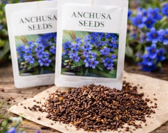 Anchusa Flower Seeds | Bright Blue Star Flowers | Cottage Garden Favorite