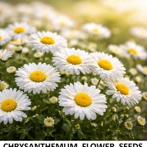 Puede incluir: Primer plano de flores de crisantemo blancas con centros amarillos. La imagen muestra un grupo de flores completamente florecidas con follaje verde. El texto en la parte inferior dice: CHRYSANTHEMUM FLOWER SEEDS.