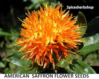 25+ Samen Safran Samen | Saflor Blume | Hausgemachte Gewürzpflanze | Heirloom Gartensamen