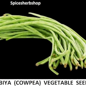 Semillas frescas de lobia (caupí) para plantar / huerto