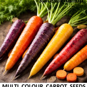 250+ Seeds Heirloom Multi Color Carrot Seeds | Organic Vegetable Garden Mix