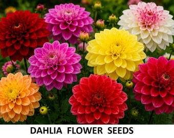 Más de 300 semillas de dalias, paquete de 5 g – Colores surtidos, flores de jardín en floración
