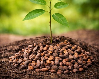 Fresh Neem Seed for Planting – Azadirachta Indica Tree Seeds