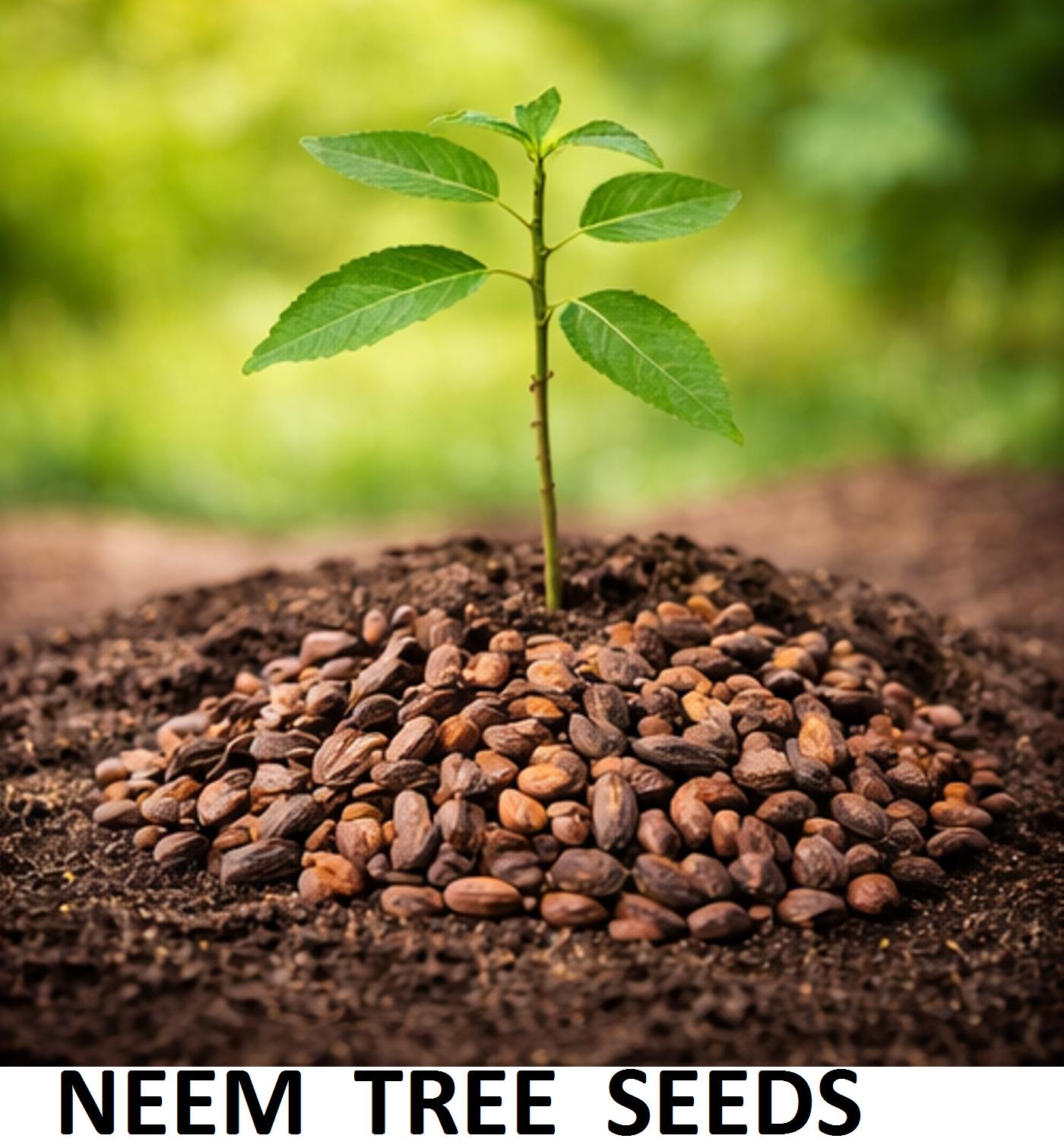 Semillas de árboles para plantar