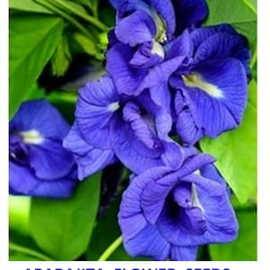 25+ Samen Aparajita Samen Schmetterling Erbse Blume Teepflanze essbare Samen Garten Kletterer
