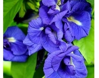 Más de 25 semillas de aparajita, semillas de flor de guisante mariposa, planta de té, semillas comestibles para jardín, trepadora.