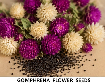 1 Kg Seed Gomphrena Ping Pong Mix globosa Gomphrena flower Seeds Heirloom