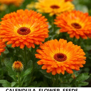 250+ zaden Calendula-zaden voor opplant – feloranje en gele potgoudsbloembloemen, erfstukvariëteit