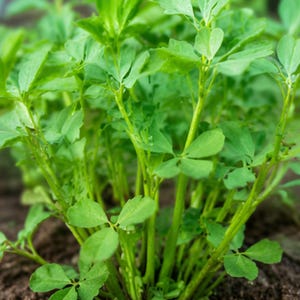 Senfsaat zum Bepflanzen | Heirloom Gemüsegarten Samen