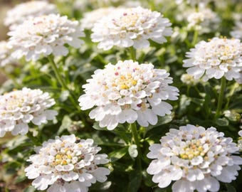 1 Kg di semi di Iberis – Semi annuali bianchi per bordure da giardino