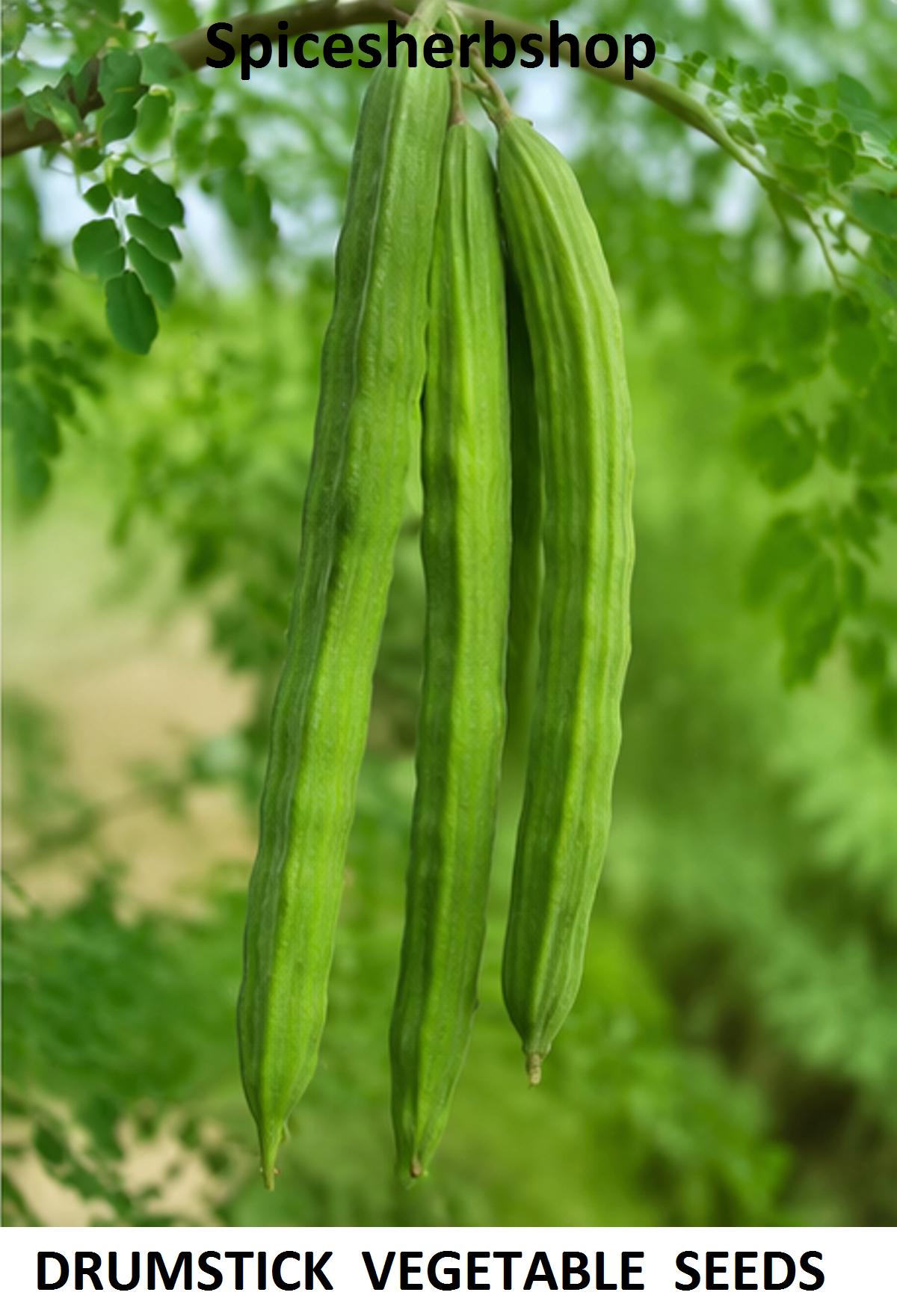 25+ (10g) Seeds Drumstick Seeds for Planting | Moringa Seed | Heirloom Vegetable  Tree - Etsy