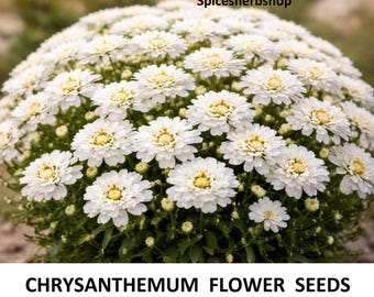 Sementes de Crisântemo Branco – Sementes de Crisântemo Tradicional, Flores Fáceis de Cultivar para o Jardim