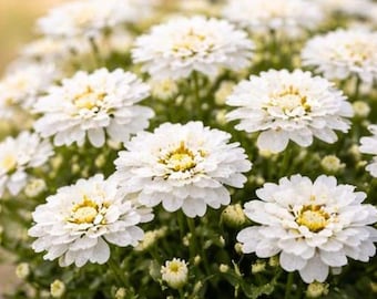 250+ Seeds White Chrysanthemum Flower Seed – Heirloom Mum Seeds, Easy to Grow Garden Flowers