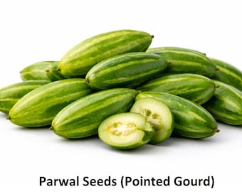 10+ Seeds Parwal Seed (Pointed Gourd) | Fresh Organic Vegetable Seeds for Home Garden