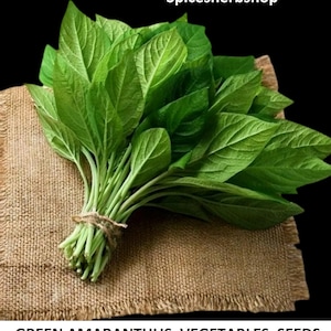 Puede incluir: Un manojo de verduras de amaranto verde fresco atado con hilo, sobre una tela de arpillera. La imagen incluye el texto "Spicesherbshop" en la parte superior y "GREEN AMARANTHUS VEGETABLES SEEDS" en la parte inferior.