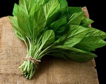 250+ Seeds Green Amaranthus Seeds | Organic Heirloom Leafy Vegetable