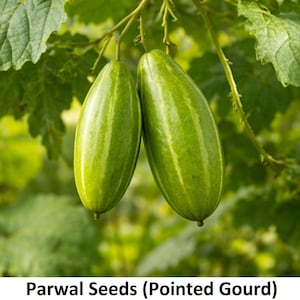 Fresh Parwal Seed (Pointed Gourd) | Fresh Organic Vegetable Seeds for Home Garden