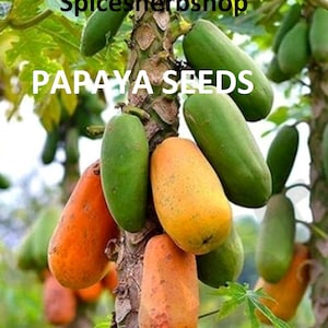 Bio Papaya Samen zum Bepflanzen | Heirloom Obst Samen