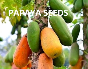 Organic Papaya Seeds for Planting | Heirloom Fruit Seeds