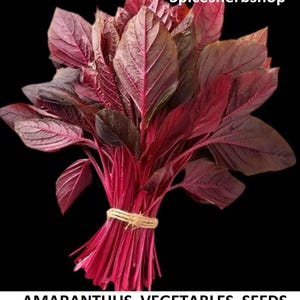 Könnte beinhalten: Ein Bund leuchtend roter Amaranth-Gemüse mit dunkelroten Blättern, gebunden mit Bindfaden. Das Bild enthält den Text "Spicesherbshop" oben und "AMARANTHUS VEGETABLES SEEDS" unten.