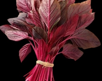 250+ Seeds Red Amaranthus Seeds | Organic Heirloom Leafy Vegetable