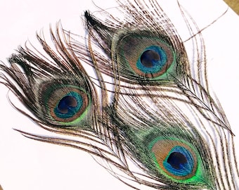 Peacock Feathers: Ocean Green & Gold DIY Home Decor (12 Pcs)