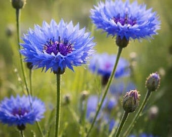 Más de 300 semillas (5 g) de aciano azul / semillas de flor de botón de soltero para plantar.