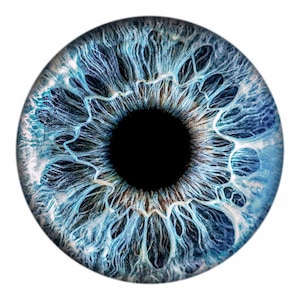 May include: A circular human eye iris featuring a vibrant blue color palette with intricate, web-like patterns and fine white filaments radiating from a solid black central pupil. The texture is highly detailed, showing deep grooves and radial lines.