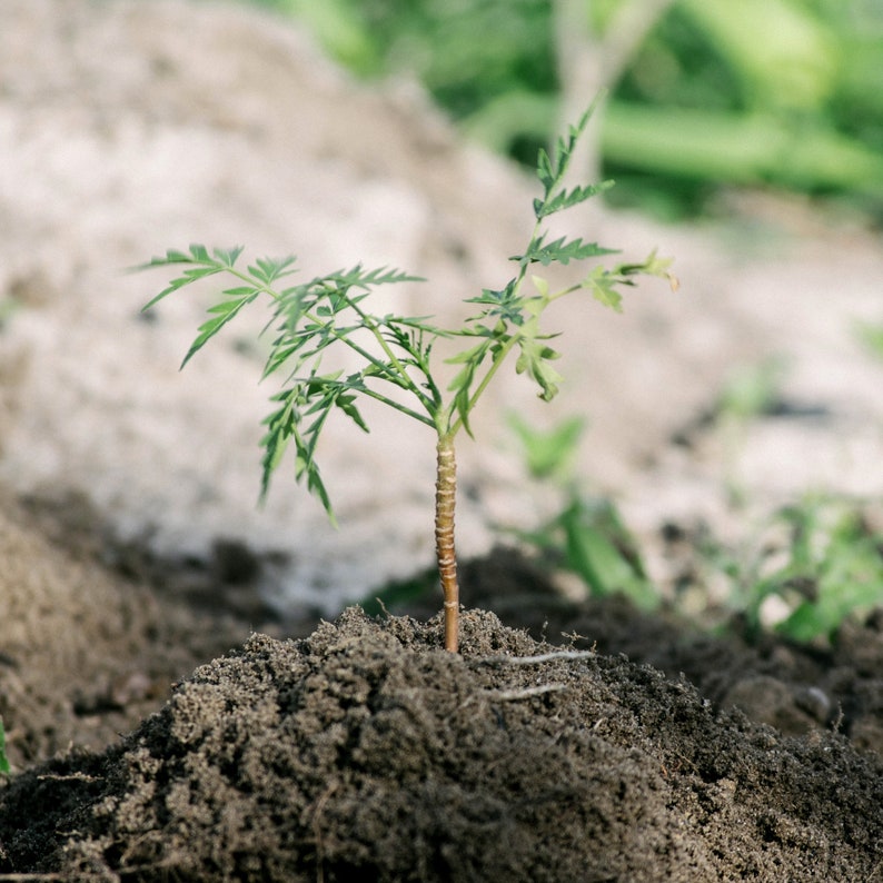 A Tree for Your Tree Ornament Memorial Tree Planting Holiday Decor, Plant a Tree Gift, Eco-Friendly Gift, Tree Planting Gift, Christmas image 5