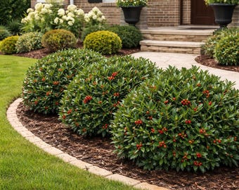 Dwarf Burford Holly