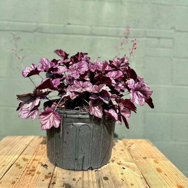 Coral Bells Obsidian Heuchera - Thumbnail 4