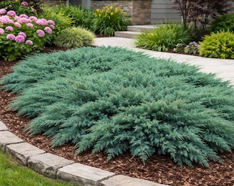 Blue Pacific Juniper