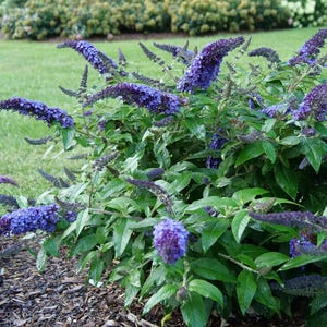 Pugster Blue Dwarf Butterfly Bush - 3 Gallon (2 Pack)