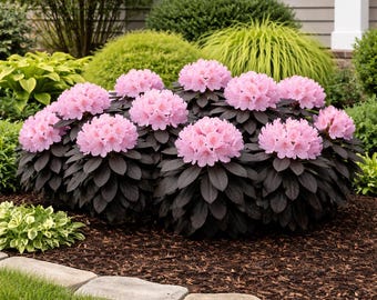 Black Hat® Rhododendron