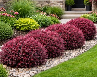 Crimson Pygmy Barberry
