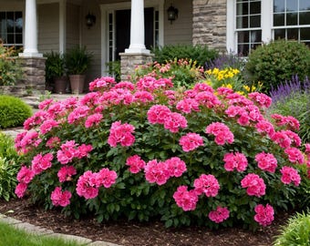 Double Pink Knock Out® Rose