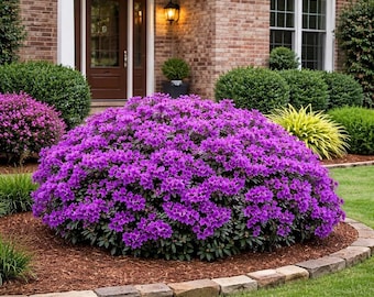 Autumn Royalty® Encore® Azalea