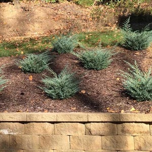 Blue Pacific Juniper - 3 Gallon (2 Pack)
